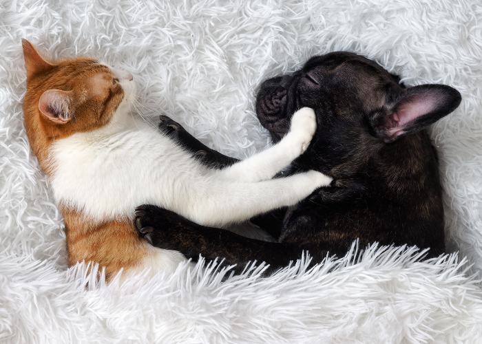 Dog and cat cuddling